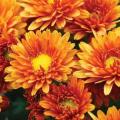 Garden Mum Petit Orange Decorative 