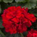 Geranium Moxie Dark Red