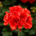 Geranium Moxie Orange