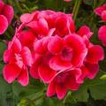 Geranium Pretty Little Pink Splash