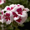 Geranium Tango White Splash