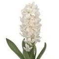 Hyacinth polar giant white (Forced- NOT grown 2020)