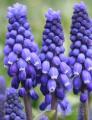 Grape Hyacinth big smile