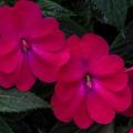 Impatiens Sunpatiens Compact Rose Glow