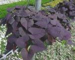 Ipomoea Blackie Dark Purple