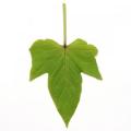 Ipomoea Solar Power Lime Heart