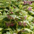 Lamium Anne Greenway 