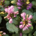 Lamium Nancy Red