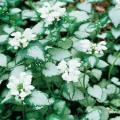 Lamium Nancy White