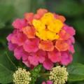 Lantana Lucky Sunrise Rose 