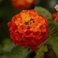 Lantana Lucky Red 