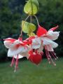 Fuchsia Swingtime Red/White
