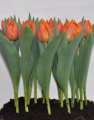 Tulip Miss Zhang Orange