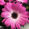 Osteospermum Margarita Pink Flare