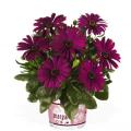 Osteospermum Margarita Cool Purple