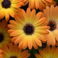 Osteospermum Sunshine Beauty 