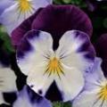 Pansy cool wave violet wing