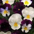 Pansy Cool Wave Berries & Cream