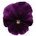 Pansy Cool wave Purple