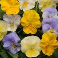Pansy Cool Wave Pastel Mix