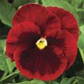 pansy delta  premium red with blotch