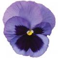 Pansy Spring Matrix Ocean