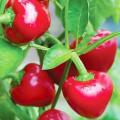 Pepper Bell Cherry Stuffer