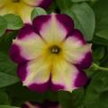 Petunia Headliner Banana Cherry Swirl