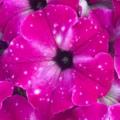 Petunia Headliner Enchanted Sky