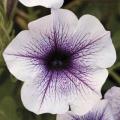 Petunia Sanguna Blue Vein