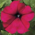 Petunia Sanguna Burgundy