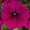 Petunia Sanguna Purple