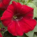 Petunia Sanguna Red