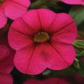 Calibrachoa neon Pink