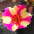 Portulaca Porto Grande Raspberry Lemonade