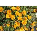 Portulaca Cupcake Yellow Chrome