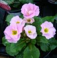 Primrose Primlet Pink Shades