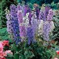 Delphinium Magic Fountain Mix