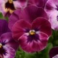 Pansy cool wave raspberry