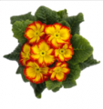 Primrose Hethor Giant Red Flame