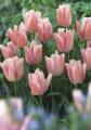Tulip Rejoice Pink