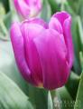 tulip rogina purple