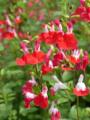 Salvia Hot Lips