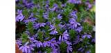 Scaevola Brilliant Blue