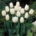 Tulip Snowy Mountain (Natural)