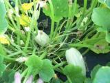 Squash Bush Delicata