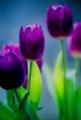 Tulip Purple Stone 