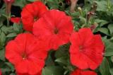 Petunia Sun Spun Red