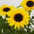 Sunflower SunBuzz