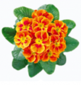 Primrose Hethor Mid Tagetes Orange